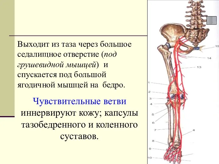 Выходит из таза через большое седалищное отверстие (под грушевидной мышцей) и