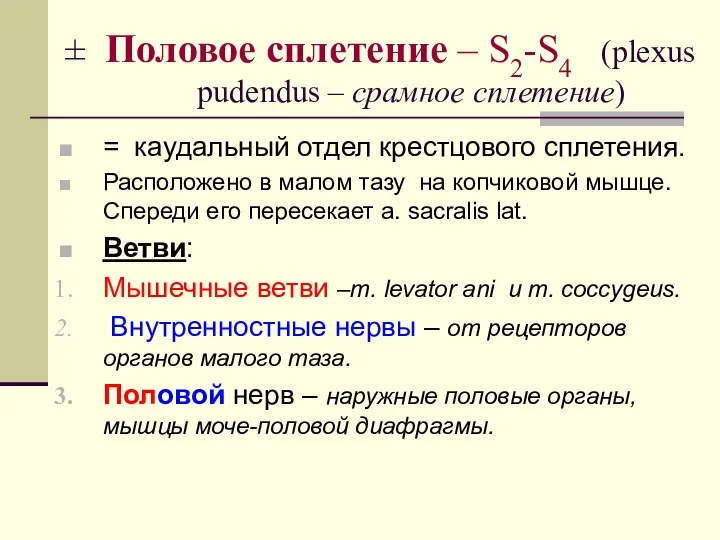 ± Половое сплетение – S2-S4 (plexus pudendus – срамное сплетение) =