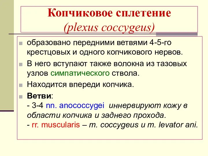 Копчиковое сплетение (plexus coccygeus) образовано передними ветвями 4-5-го крестцовых и одного