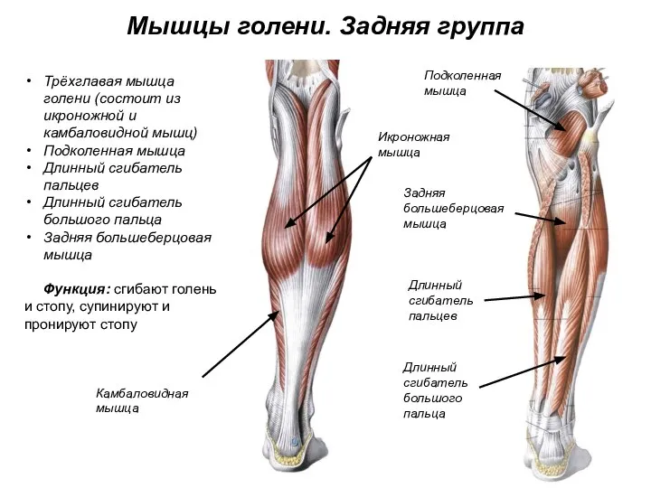 Мышцы голени. Задняя группа Трёхглавая мышца голени (состоит из икроножной и