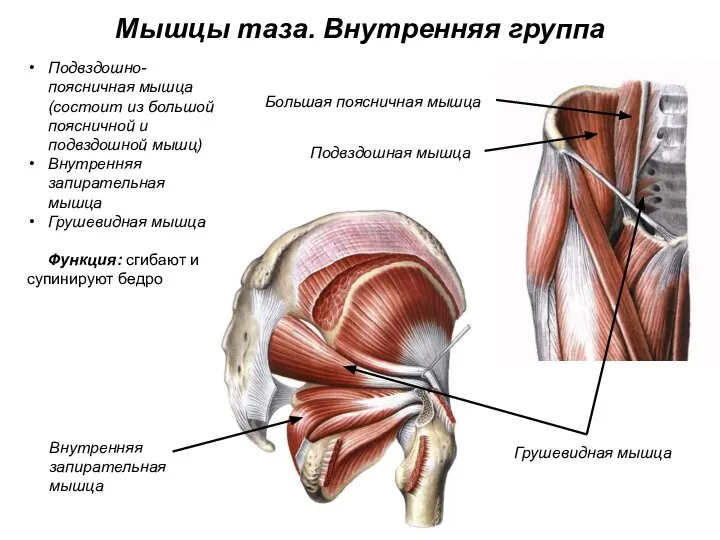 Мышцы таза. Внутренняя группа Подвздошно-поясничная мышца (состоит из большой поясничной и