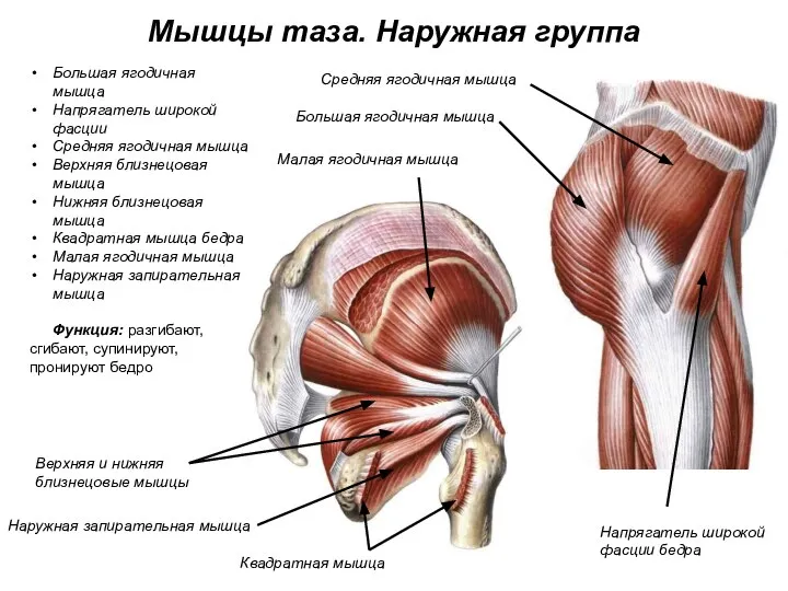 Мышцы таза. Наружная группа Большая ягодичная мышца Напрягатель широкой фасции Средняя