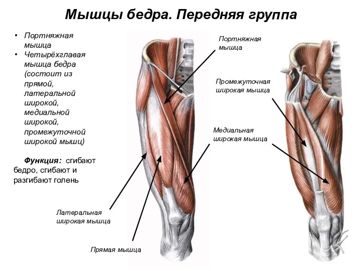 Мышцы бедра. Передняя группа Портняжная мышца Четырёхглавая мышца бедра (состоит из