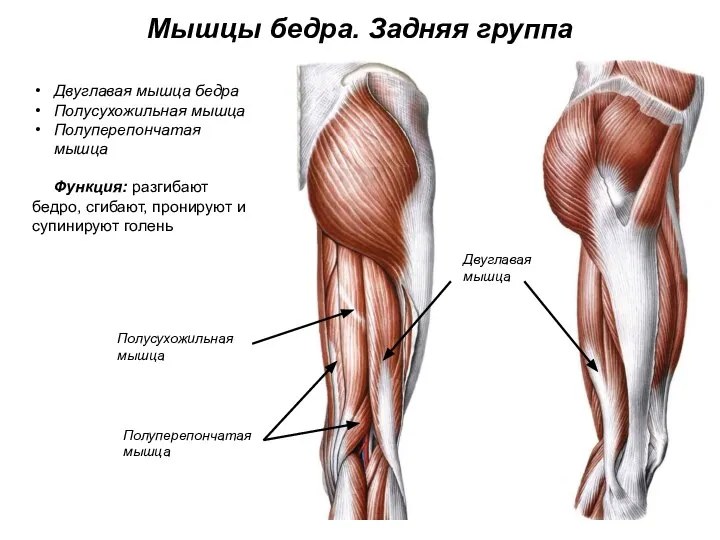 Мышцы бедра. Задняя группа Двуглавая мышца бедра Полусухожильная мышца Полуперепончатая мышца