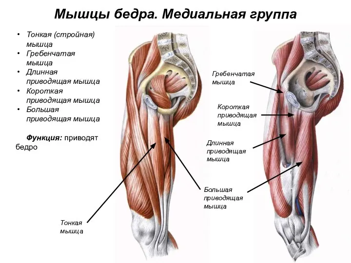 Мышцы бедра. Медиальная группа Тонкая (стройная) мышца Гребенчатая мышца Длинная приводящая