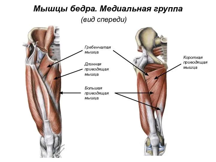 Мышцы бедра. Медиальная группа (вид спереди) Большая приводящая мышца Длинная приводящая