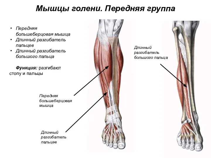 Мышцы голени. Передняя группа Передняя большеберцовая мышца Длинный разгибатель пальцев Длинный