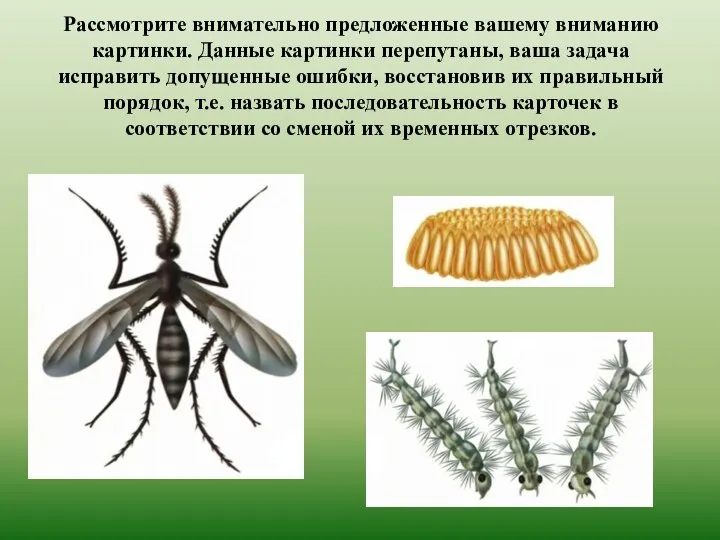 Рассмотрите внимательно предложенные вашему вниманию картинки. Данные картинки перепутаны, ваша задача