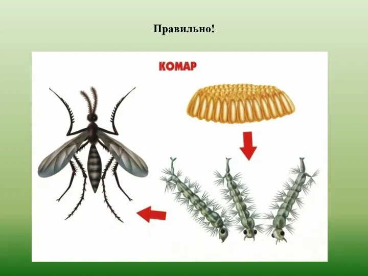 Правильно!