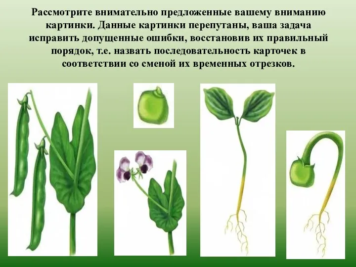 Рассмотрите внимательно предложенные вашему вниманию картинки. Данные картинки перепутаны, ваша задача