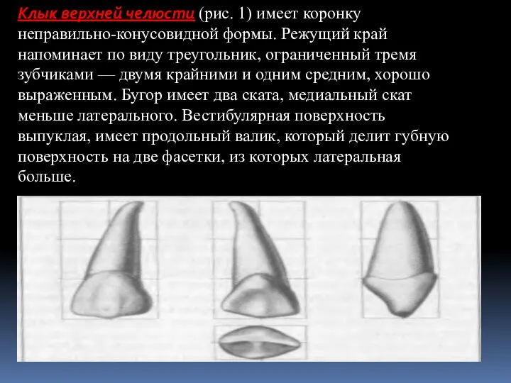 Клык верхней челюсти (рис. 1) имеет коронку неправильно-конусовидной формы. Режущий край