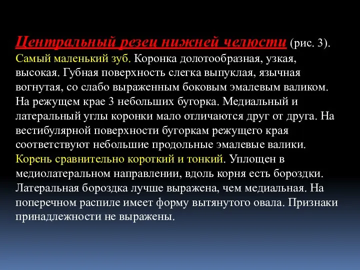 Центральный резец нижней челюсти (рис. 3). Самый маленький зуб. Коронка долотообразная,