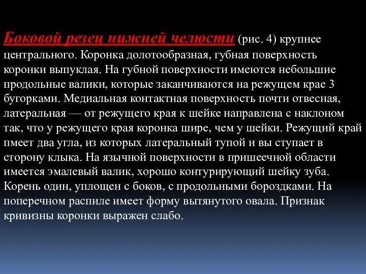 Боковой резец нижней челюсти (рис. 4) крупнее центрального. Коронка долотообразная, губная