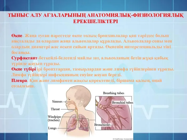 ТЫНЫС АЛУ АҒЗАЛАРЫНЫҢ АНАТОМИЯЛЫҚ-ФИЗИОЛОГИЯЛЫҚ ЕРЕКШЕЛІКТЕРІ Өкпе. Жаңа туған нәрестеде өкпе толық