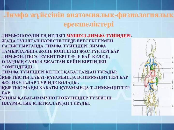 Лимфа жүйесінің анатомиялық-физиологиялық ерекшеліктері ЛИМФОПОЭЗДІҢ ЕҢ НЕГІЗГІ МҮШЕСІ-ЛИМФА ТҮЙІНДЕРІ. ЖАҢА ТУЫЛҒАН