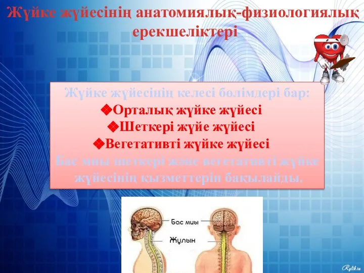 Жүйке жүйесінің анатомиялық-физиологиялық ерекшеліктері Жүйке жүйесінің келесі бөлімдері бар: Орталық жүйке