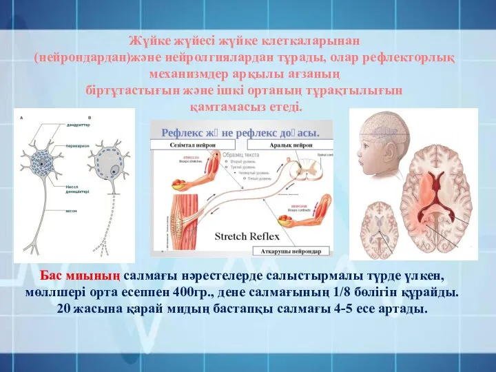 Жүйке жүйесі жүйке клеткаларынан (нейрондардан)және нейролгиялардан тұрады, олар рефлекторлық механизмдер арқылы