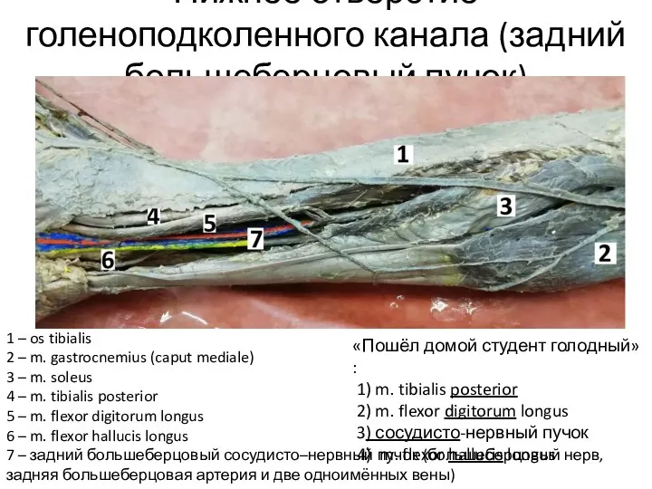 Нижнее отверстие голеноподколенного канала (задний большеберцовый пучок) 1 – os tibialis