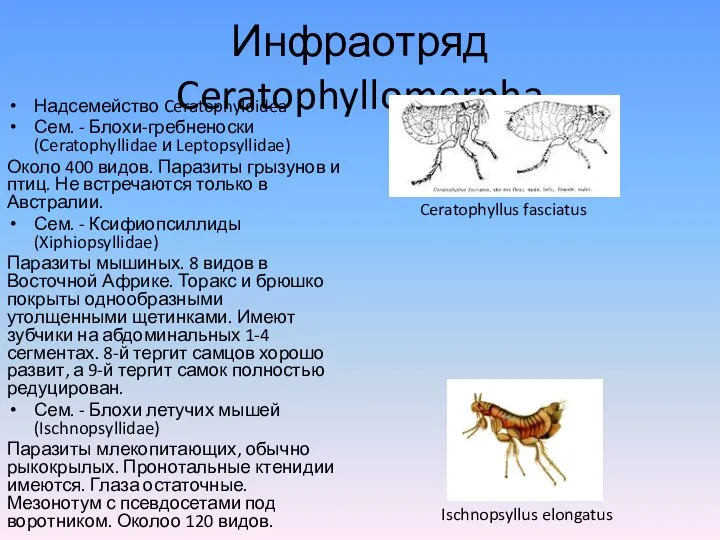 Инфраотряд Ceratophyllomorpha Надсемейство Ceratophyloidea Сем. - Блохи-гребненоски (Ceratophyllidae и Leptopsyllidae) Около