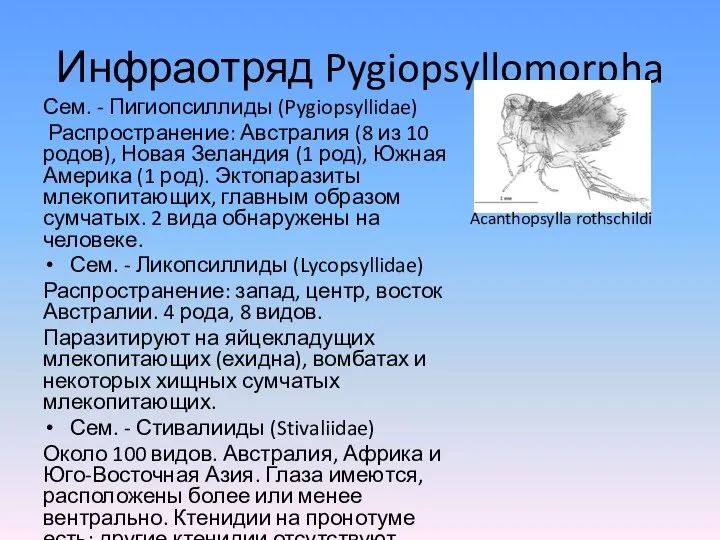 Инфраотряд Pygiopsyllomorpha Сем. - Пигиопсиллиды (Pygiopsyllidae) Распространение: Австралия (8 из 10