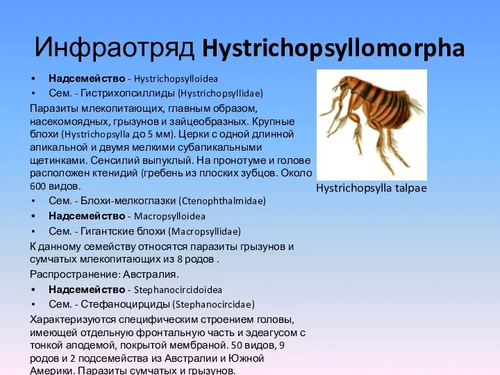 Инфраотряд Hystrichopsyllomorpha Надсемейство - Hystrichopsylloidea Сем. - Гистрихопсиллиды (Hystrichopsyllidae) Паразиты млекопитающих,