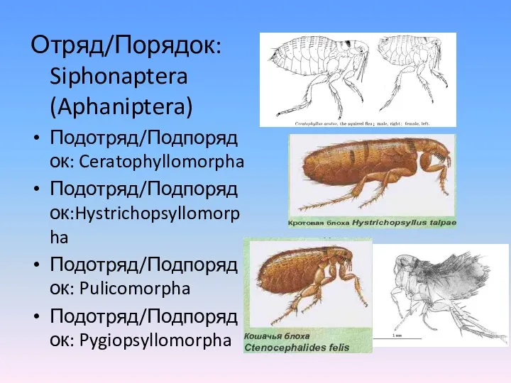 Отряд/Порядок: Siphonaptera (Aphaniptera) Подотряд/Подпорядок: Ceratophyllomorpha Подотряд/Подпорядок:Hystrichopsyllomorpha Подотряд/Подпорядок: Pulicomorpha Подотряд/Подпорядок: Pygiopsyllomorpha
