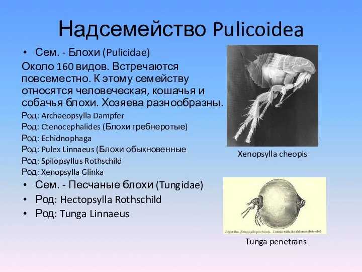 Надсемейство Pulicoidea Сем. - Блохи (Pulicidae) Около 160 видов. Встречаются повсеместно.