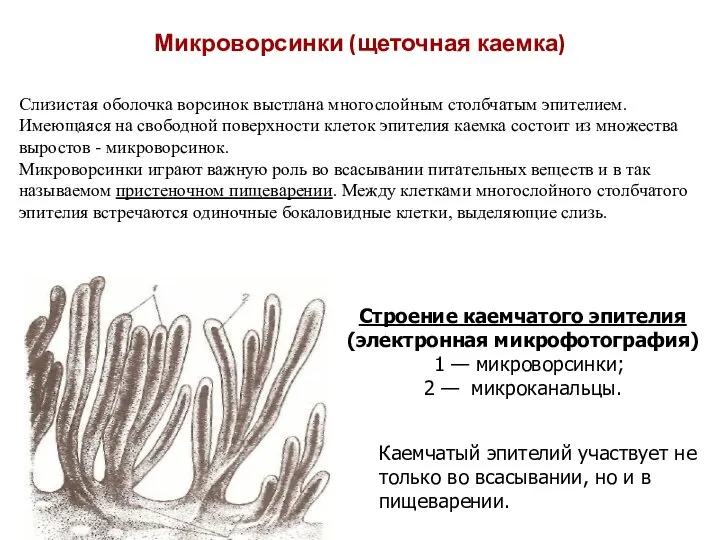 Микроворсинки (щеточная каемка) Слизистая оболочка ворсинок выстлана многослойным столбчатым эпителием. Имеющаяся