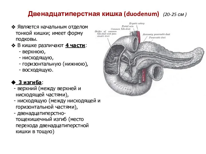 Двенадцатиперстная кишка (duodenum) (20-25 см ) Является начальным отделом тонкой кишки;