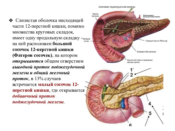 Слизистая оболочка нисходящей части 12-перстной кишки, помимо множества круговых складок, имеет