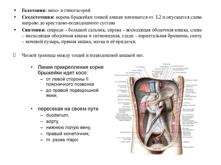 Голотопия: мезо- и гипогастрий Скелетотопия: корень брыжейки тонкой кишки начинается от