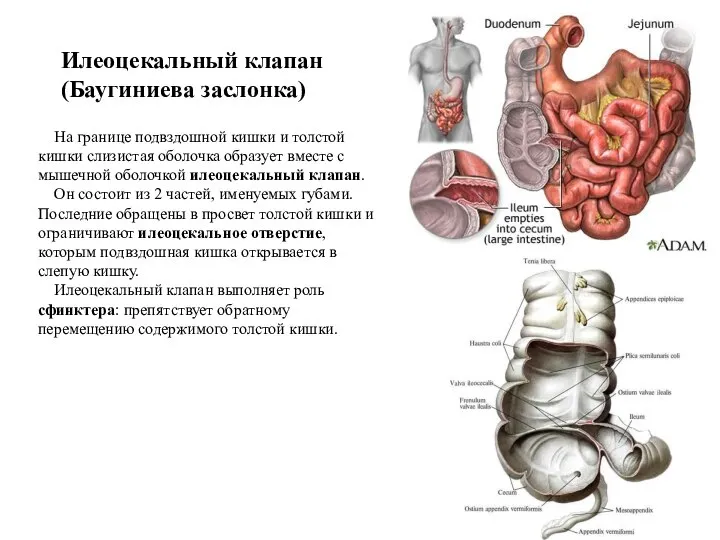 Илеоцекальный клапан (Баугиниева заслонка) На границе подвздошной кишки и толстой кишки