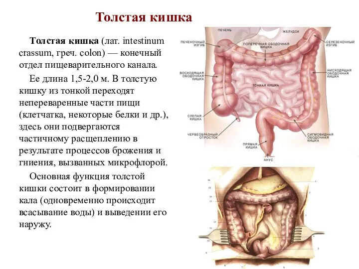 Толстая кишка Толстая кишка (лат. intestinum crassum, греч. colon) — конечный