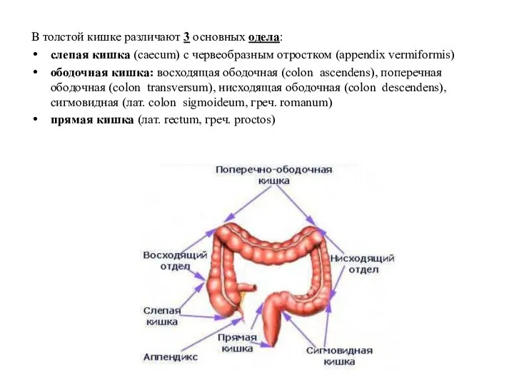 В толстой кишке различают 3 основных одела: слепая кишка (caecum) с