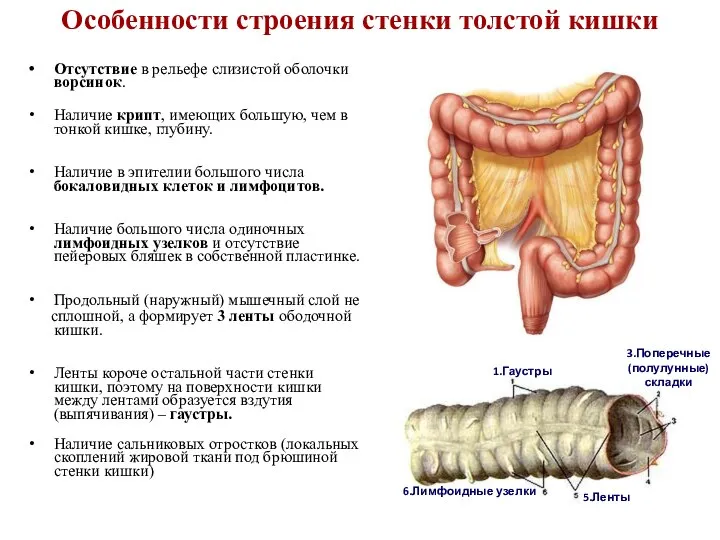 Особенности строения стенки толстой кишки Отсутствие в рельефе слизистой оболочки ворсинок.