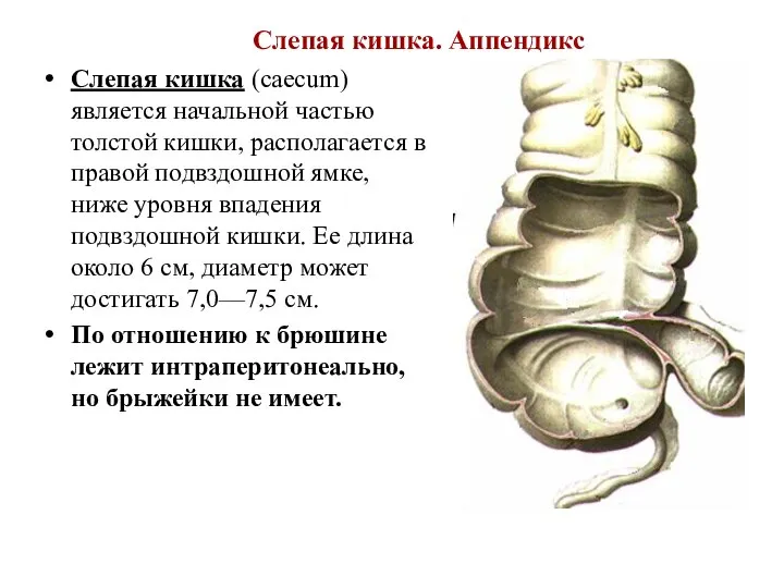 Слепая кишка. Аппендикс Слепая кишка (caecum) является начальной частью толстой кишки,