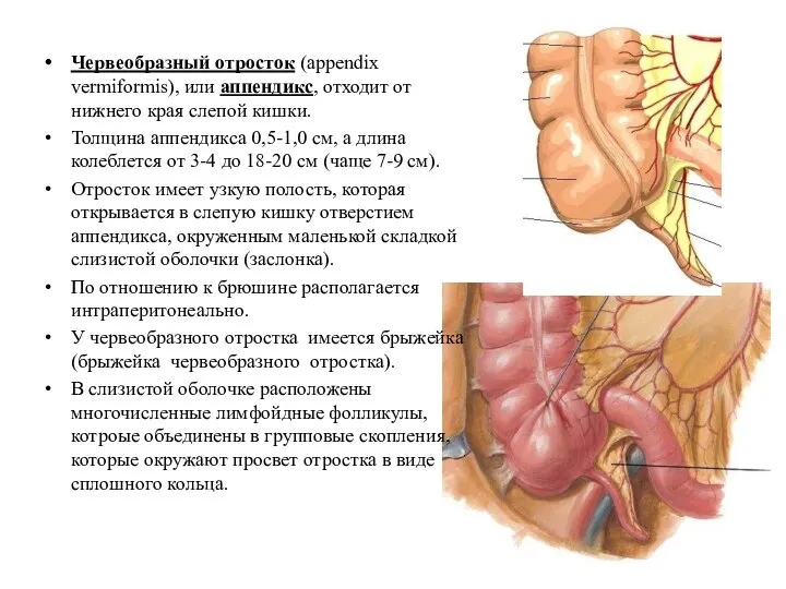 Червеобразный отросток (appendix vermiformis), или аппендикс, отходит от нижнего края слепой