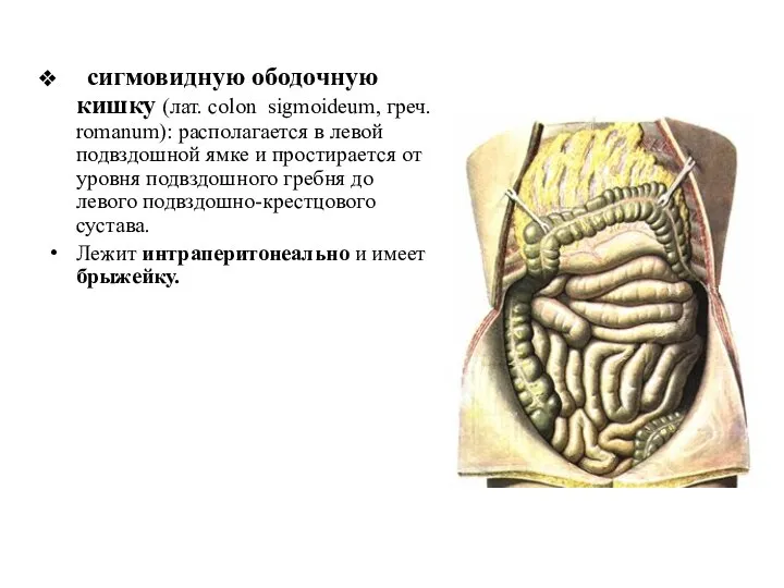 сигмовидную ободочную кишку (лат. colon sigmoideum, греч. romanum): располагается в левой