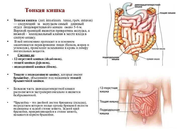 Тонкая кишка Тонкая кишка (лат. intestinum tenue, греч. enteron) — следующий