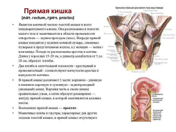 Прямая кишка (лат. rectum, греч. proctos) Является конечной частью толстой кишки