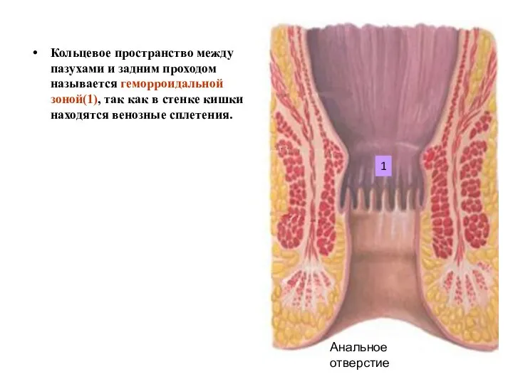 Кольцевое пространство между пазухами и задним проходом называется геморроидальной зоной(1), так