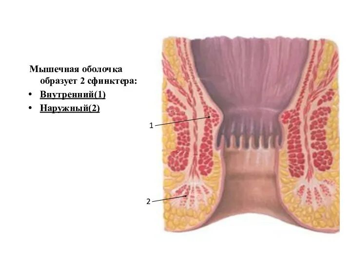 Мышечная оболочка образует 2 сфинктера: Внутренний(1) Наружный(2) 1 2