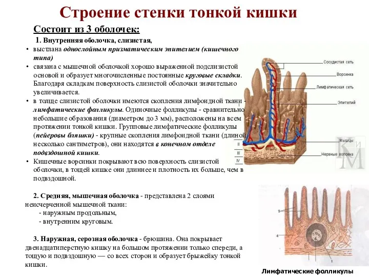 Строение стенки тонкой кишки Лимфатические фолликулы Состоит из 3 оболочек: 1.