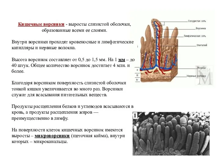 Кишечные ворсинки - выросты слизистой оболочки, образованные всеми ее слоями. Внутри