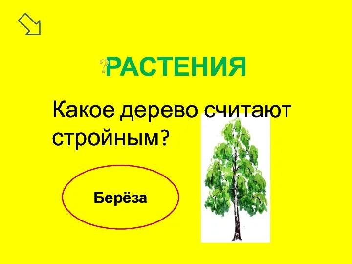 Какое дерево считают стройным? Берёза РАСТЕНИЯ