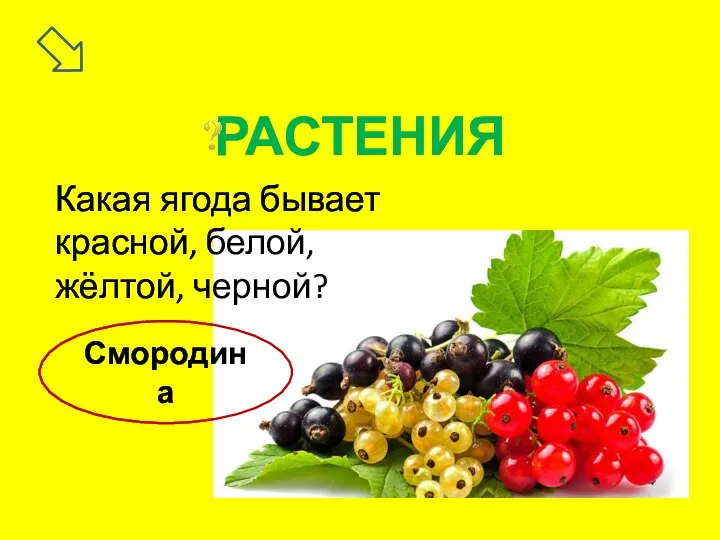 Смородина РАСТЕНИЯ Какая ягода бывает красной, белой, жёлтой, черной?