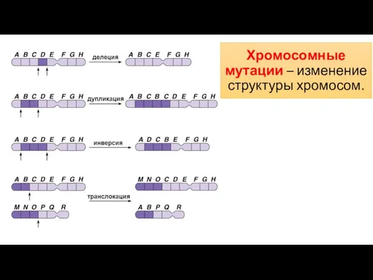 Хромосомные мутации – изменение структуры хромосом.