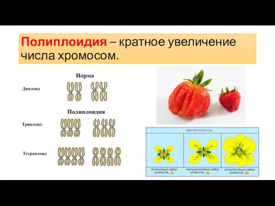 Полиплоидия – кратное увеличение числа хромосом.