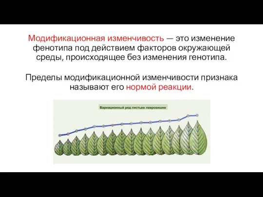 Модификационная изменчивость — это изменение фенотипа под действием факторов окружающей среды,