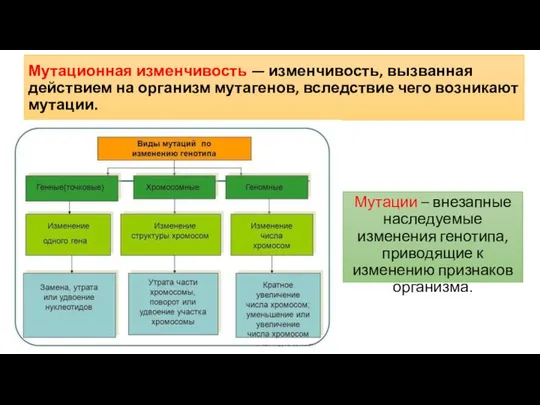 Мутационная изменчивость — изменчивость, вызванная действием на организм мутагенов, вследствие чего